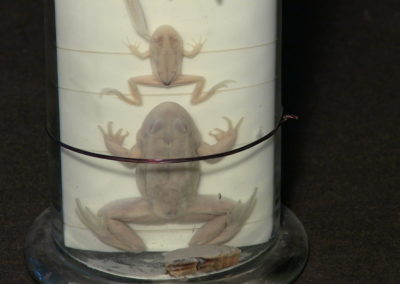 Sviluppo e metamorfosi della rana, 5