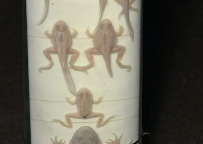 Sviluppo e metamorfosi della rana, 6
