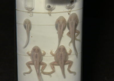 Sviluppo e metamorfosi della rana, 8