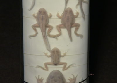 Sviluppo e metamorfosi della rana,7