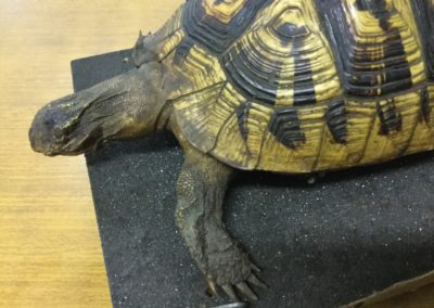 Tartaruga di terra(Testudo hermanni) tassidermizzata (3)