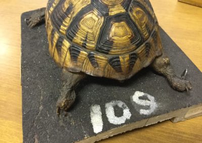 Tartaruga di terra(Testudo hermanni) tassidermizzata (4)