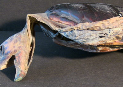 Tartaruga marina (carapace, testa, arti), (4)