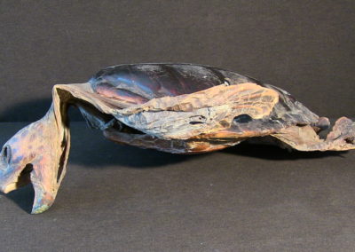 Tartaruga marina(carapace, testa, arti),(2)