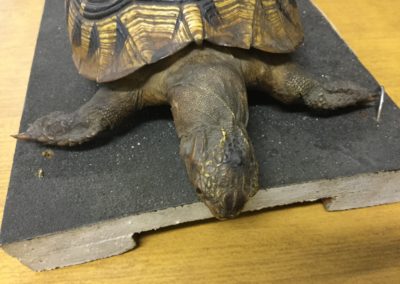 Tartaruga(Testudo hermanni) tassidermizzata (2)