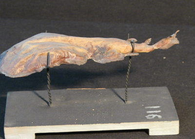Torpedine (2)