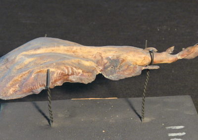 Torpedine