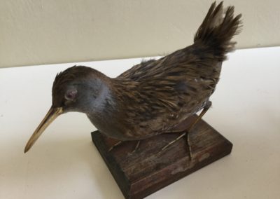 Uccello palustre (probabile Porcilione) 3