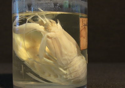 crostaceo (Sofuilla mantis)