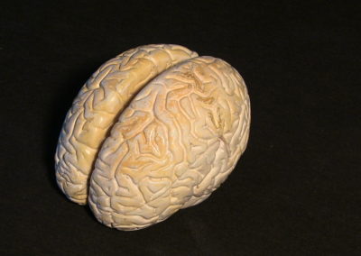 modello del cervello, 2