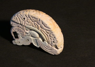 modello del cervello (sezione longitudinale a livello della scissura centrale)