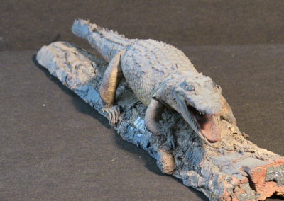 piccolo coccodrillo tassidermizzato (7)
