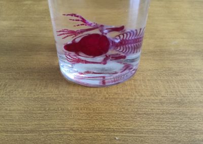 scheletro di giovane mammifero
