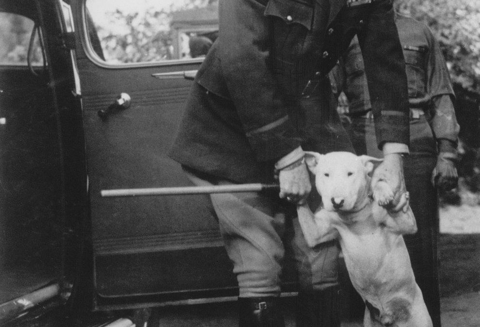 PATTON’ DOG WILLIE