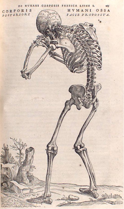 Scheletro Ritratto Rinascimentale LA MEDICINA NEL RINASCIMENTO | Museo Alessandro Roccavilla