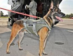 I CANI DA GUERRA NELLA STORIA